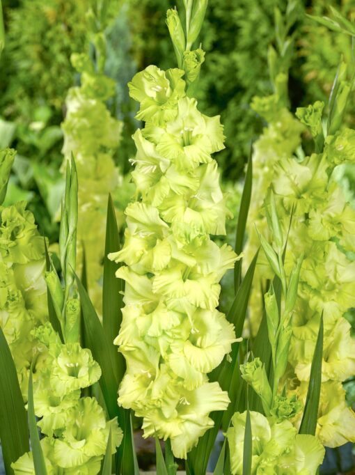 Гладиолус крупноцветковый Прима Верде